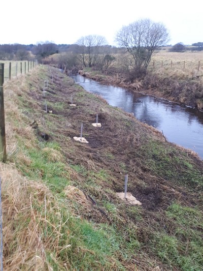 Tie-ing down brash on Willow Weave at Elrigg Burn